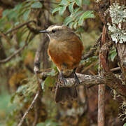 Brown-backed Chat-Tyrant