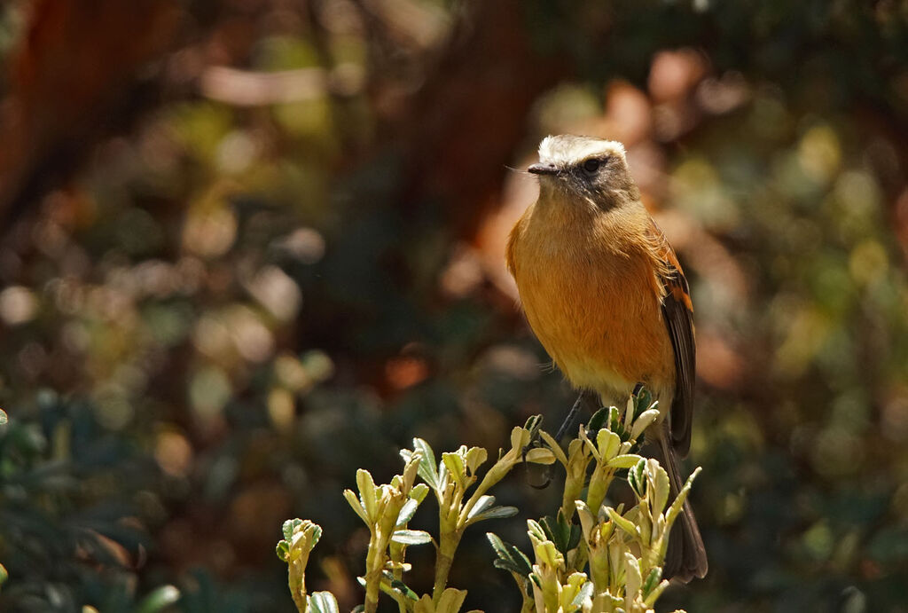 Brown-backed Chat-Tyrant