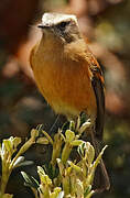 Brown-backed Chat-Tyrant