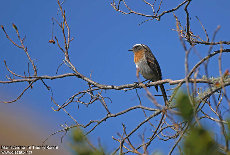 Rufous-breasted Chat-Tyrantadult, identification