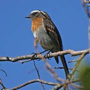 Rufous-breasted Chat-Tyrant