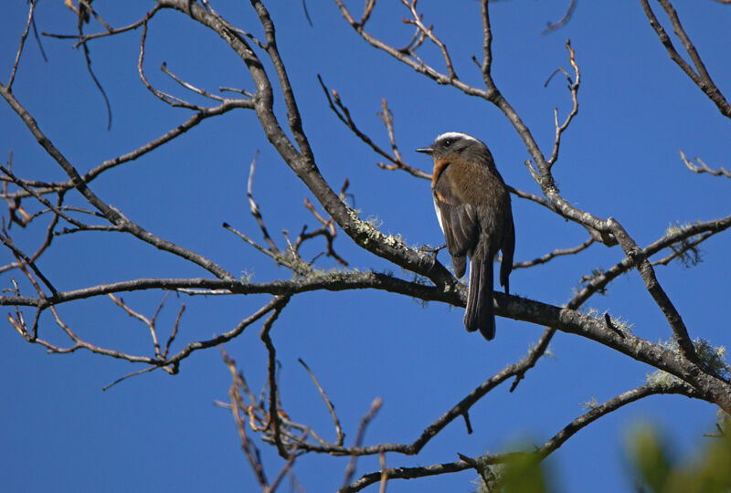 Rufous-breasted Chat-Tyrant