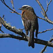 Rufous-breasted Chat-Tyrant