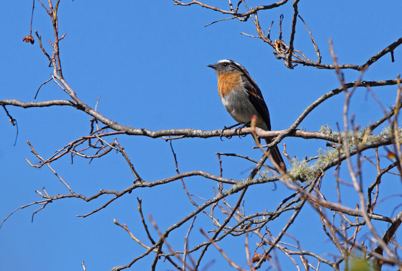 Rufous-breasted Chat-Tyrant