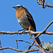 Rufous-breasted Chat-Tyrant