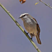 White-browed Chat-Tyrant