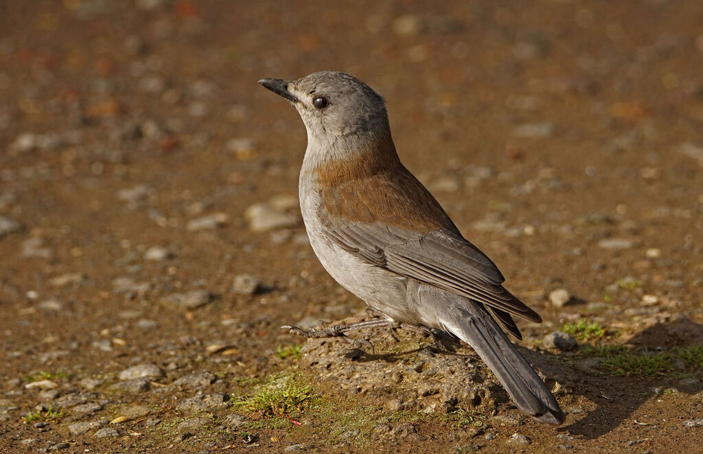 Grey Shrikethrush