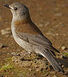 Pitohui gris