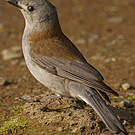 Pitohui gris