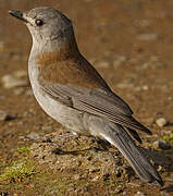 Grey Shrikethrush