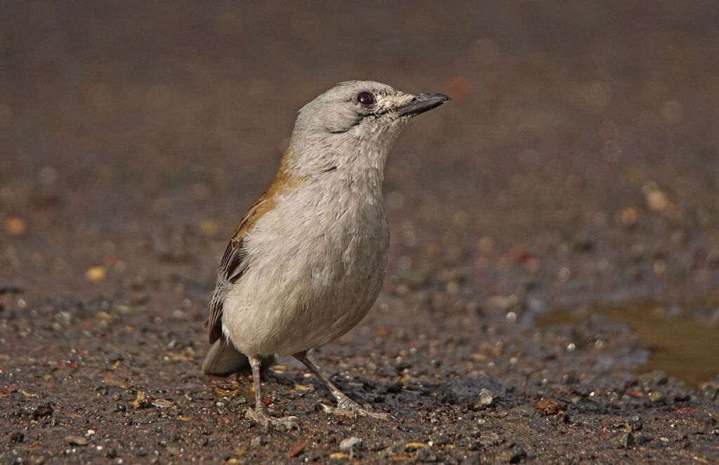 Grey Shrikethrush