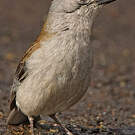 Pitohui gris