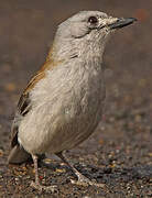 Grey Shrikethrush