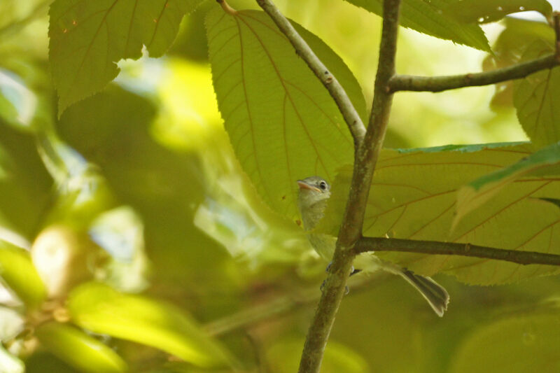 Yellow-olive Flatbill