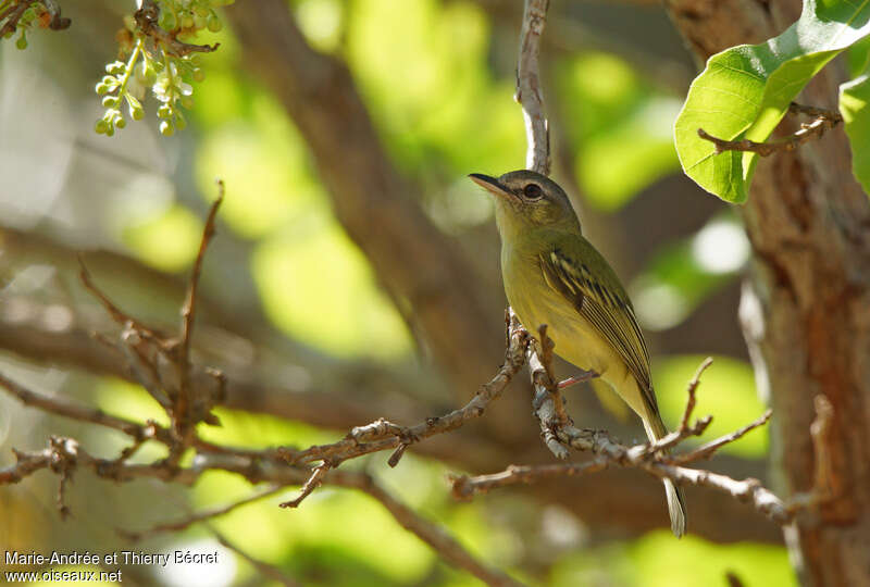 Platyrhynque jaune-oliveadulte, habitat