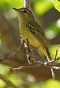 Yellow-olive Flatbill