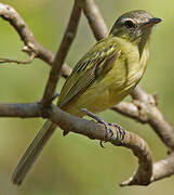 Yellow-olive Flatbill