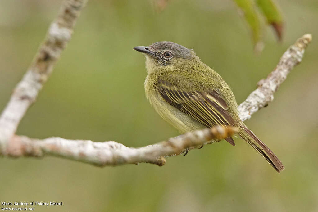 Grey-crowned Flatbilladult, identification