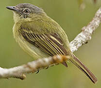 Grey-crowned Flatbill