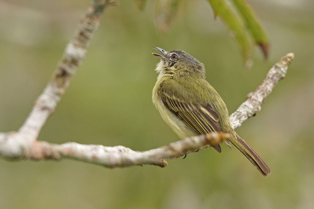 Grey-crowned Flatbill