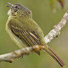Platyrhynque poliocéphale