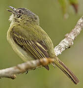 Grey-crowned Flatbill