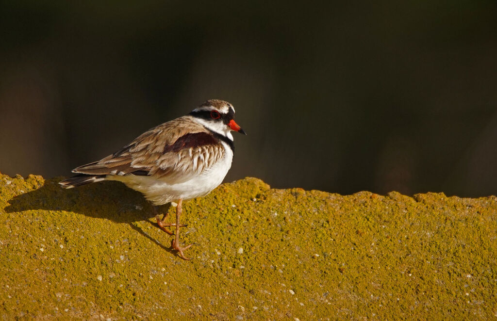 Black-fronted Dotterel