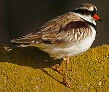 Black-fronted Dotterel