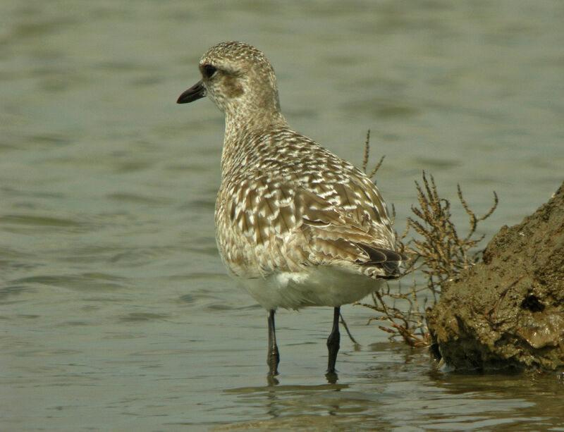 Grey Plover