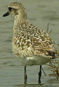 Grey Plover