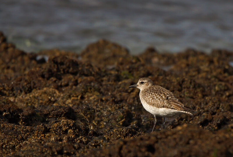 Grey Plover