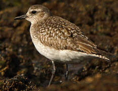 Grey Plover