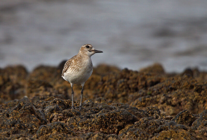 Grey Plover