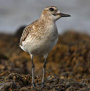 Grey Plover