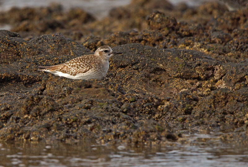 Grey Plover