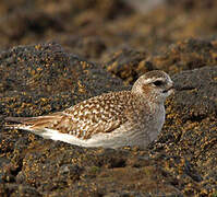 Grey Plover