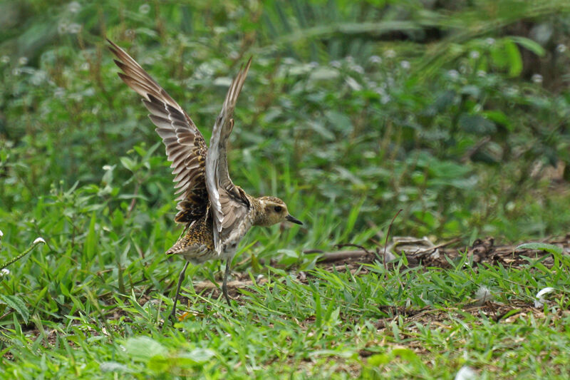 Pacific Golden Plover