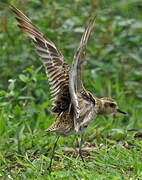 Pacific Golden Plover