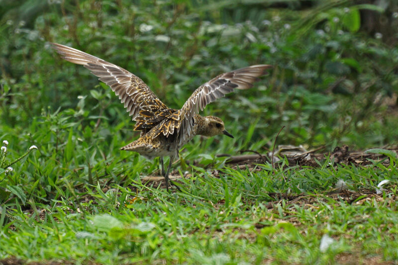 Pacific Golden Plover