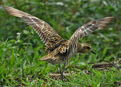 Pacific Golden Plover