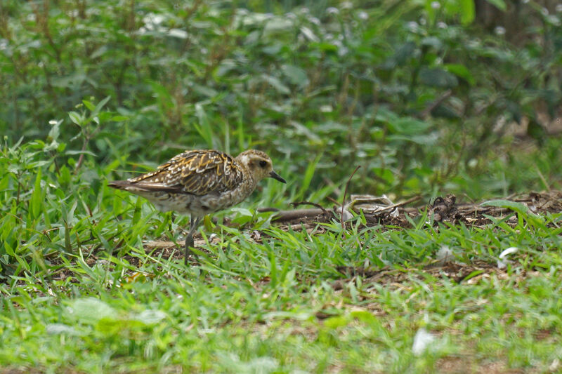 Pacific Golden Plover