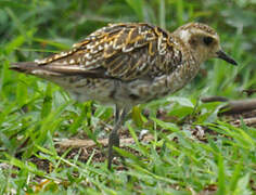 Pacific Golden Plover