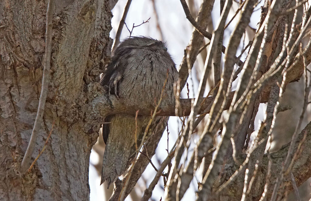 Tawny Frogmouth