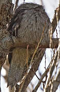 Tawny Frogmouth