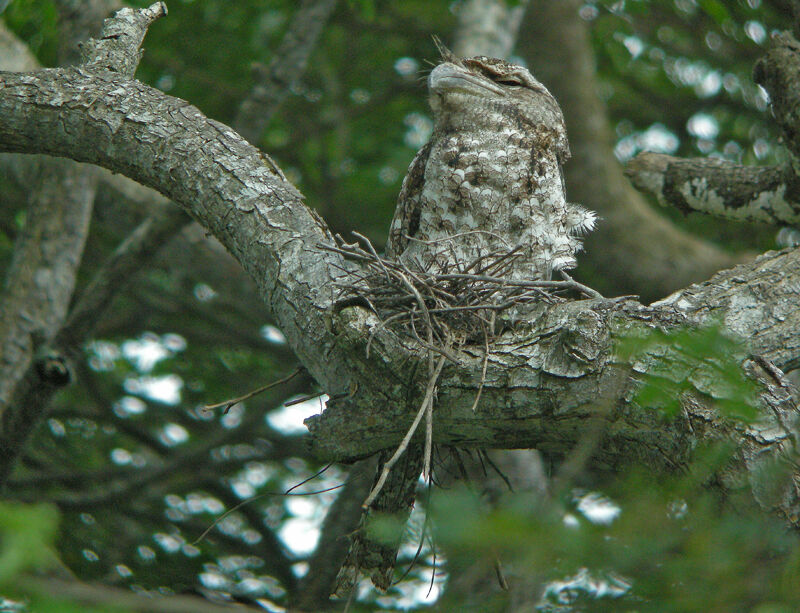 Papuan Frogmouth, Reproduction-nesting
