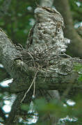 Papuan Frogmouth