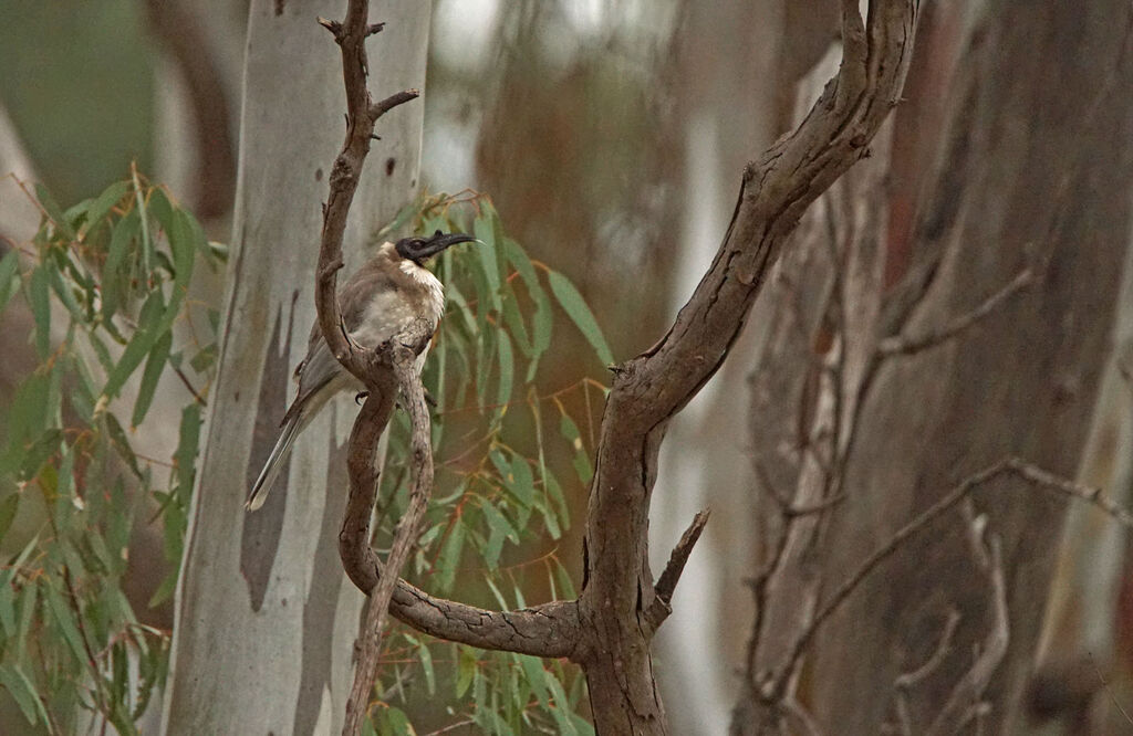 Noisy Friarbird