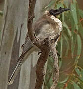 Noisy Friarbird