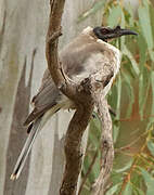 Noisy Friarbird