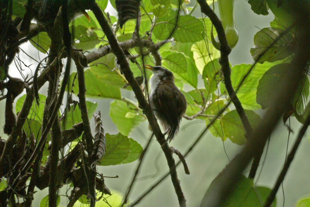 Pomatorhin à tête ardoise, identification